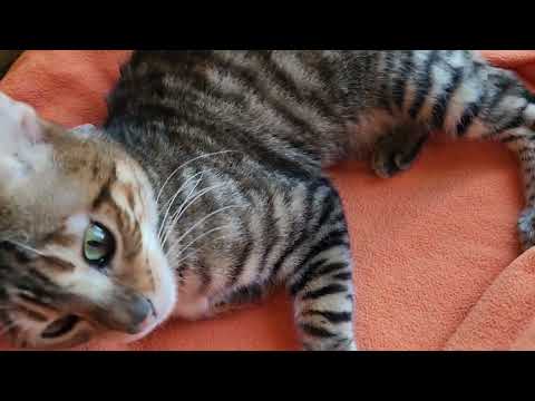 Video: Toyger