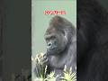 Shabani,handsome gorilla【東山動物園ゴリラ】