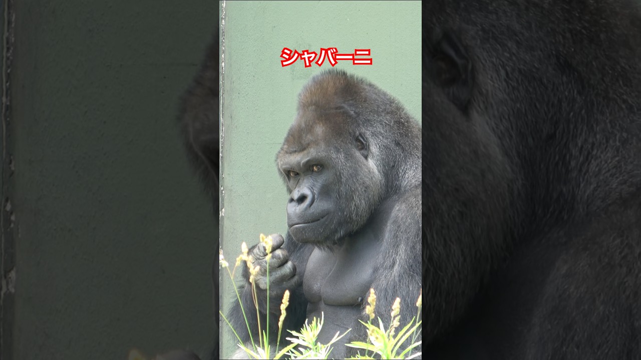 Shabani,handsome gorilla【東山動物園ゴリラ】