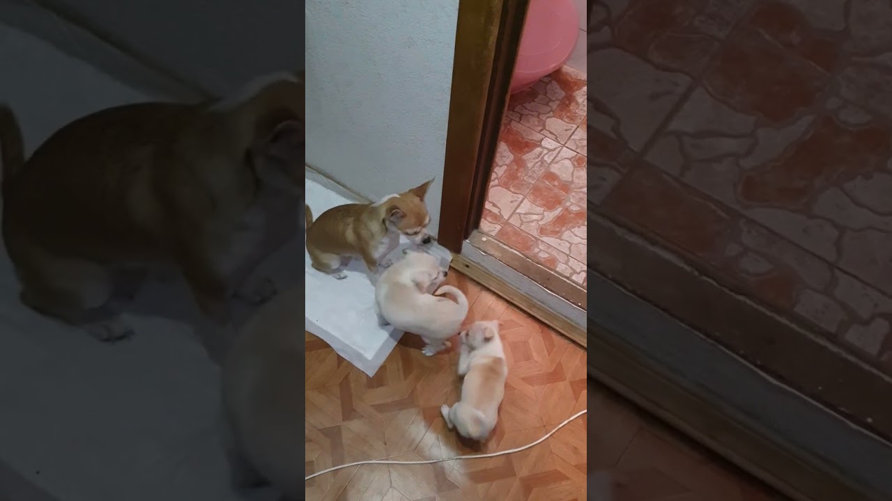 Battle of the Angry Chihuahuas: Who Will Win? (Round 3)