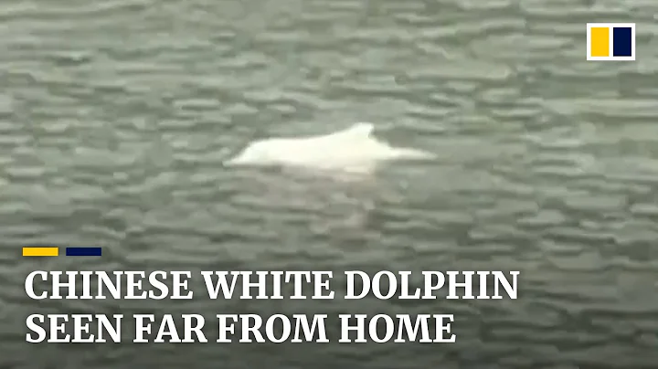 Race to save ‘panda of the ocean’ after rare Chinese white dolphin spotted far from usual habitat - DayDayNews