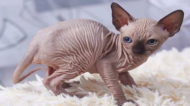 Video 2376901: sphynx, hairless breed