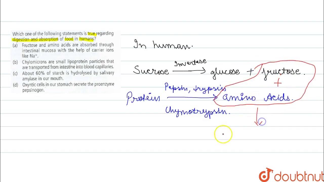 Which Of The Following Statements Regarding Glucose Absorption Is True Which one of the following statements is true regarding digestion and