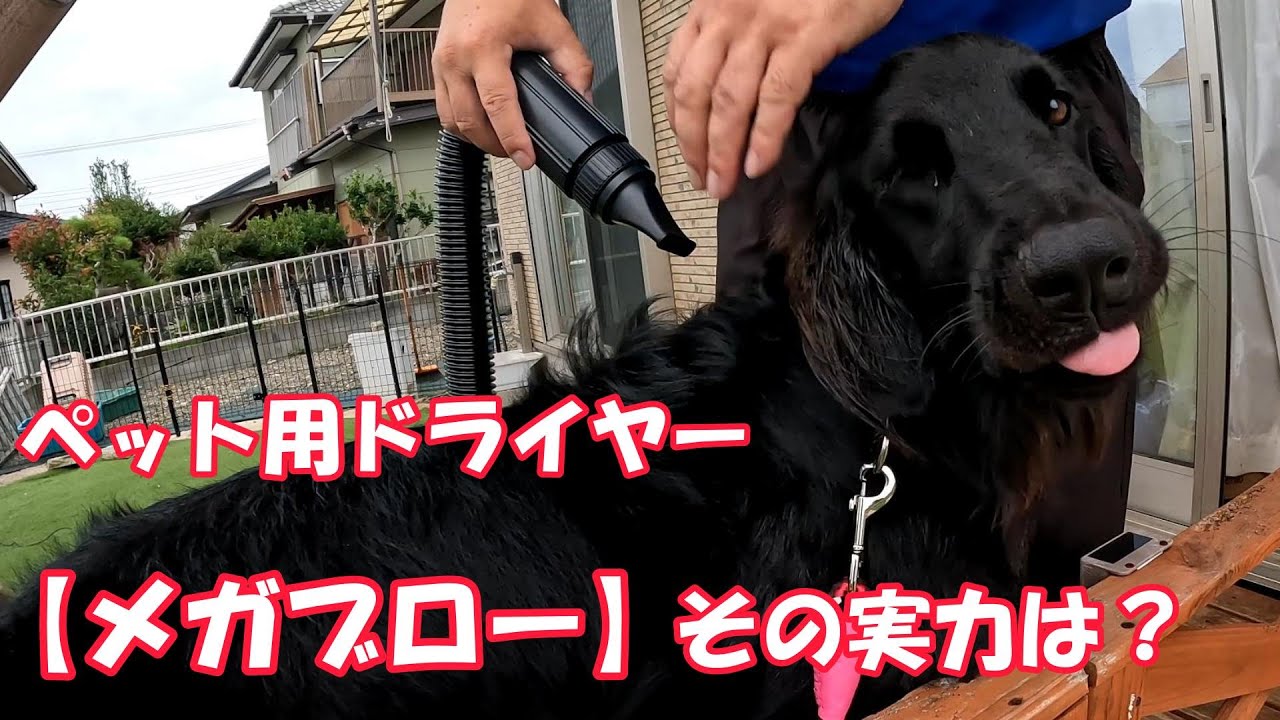 ペット用ドライヤー【メガブロー】買って試してみた！ - YouTube