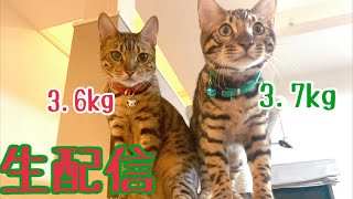 【生配信9/1】ノア（息子）がベル（母）の体重を追い越しました！