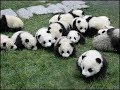 めちゃくちゃ可愛い赤ちゃんパンダ達がじゃれあう❤Cute baby pandas fly