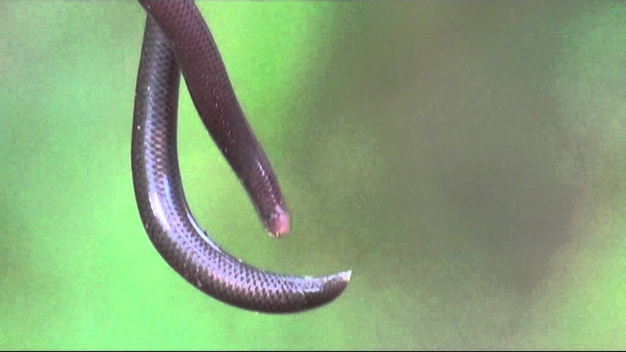Brahminy Blind Snake found in our garden YouTube