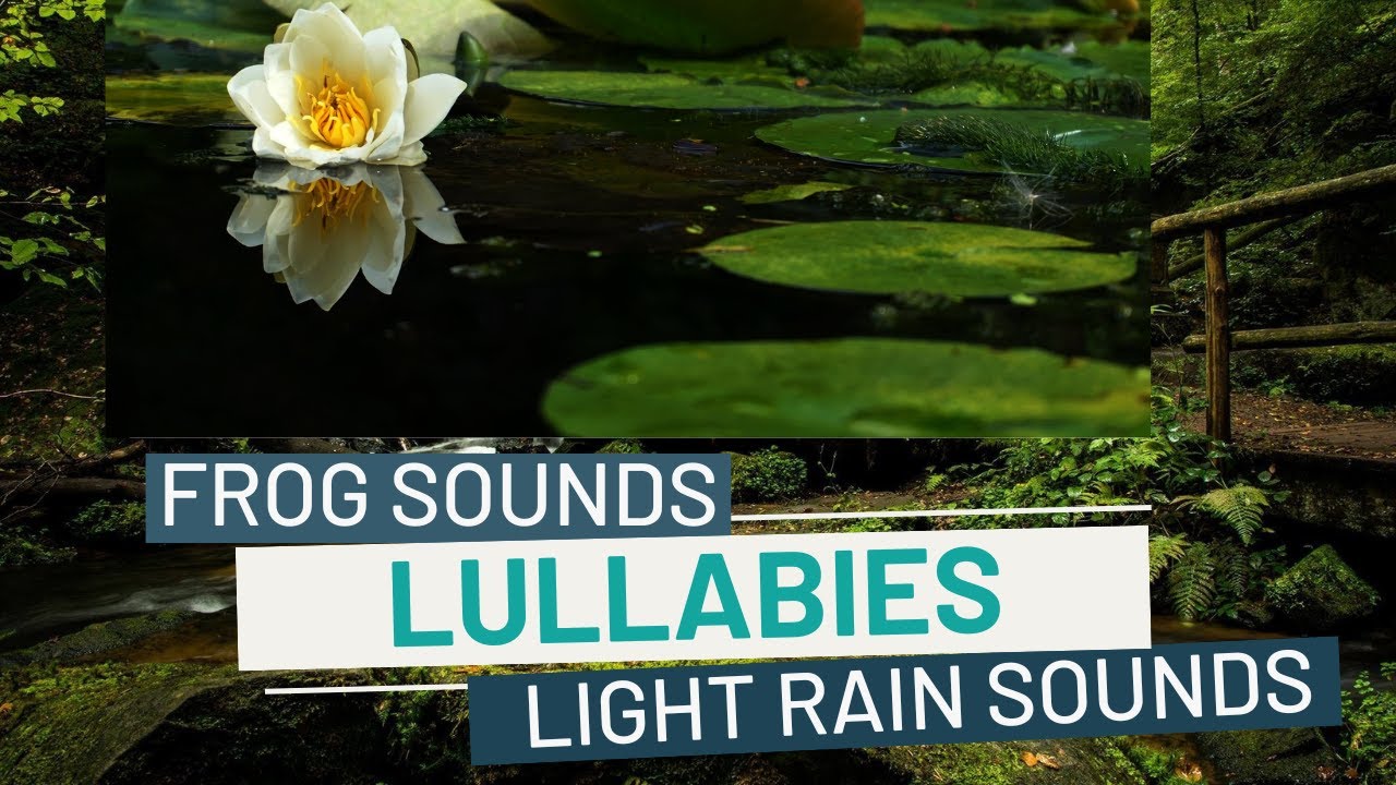 Frog sounds at night rain | Mestakung