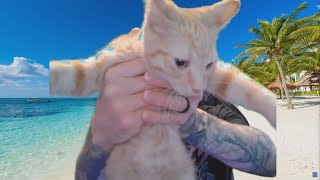 Channel Update - Back From Vacation, New Kitten, and More!
