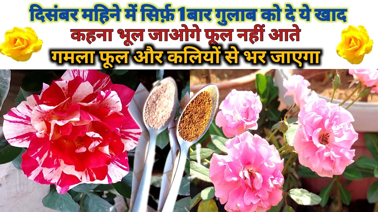 दिसंबर में गुलाब पर आसानी से आयेंगे 100फूल ही फूल बस ये आसान उपाय करें