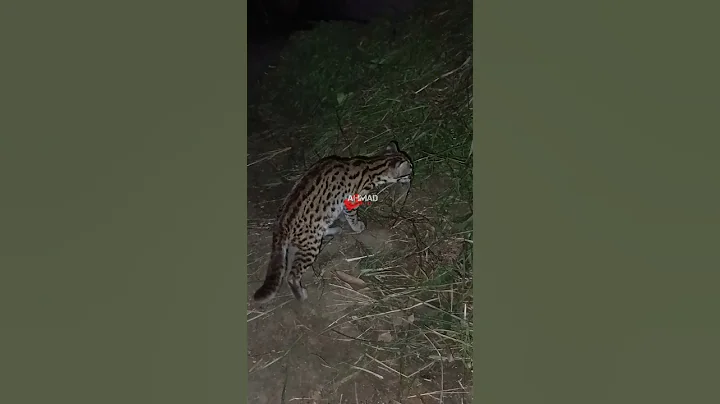 Video 9921281: kucing asian leopard, asian leopard cat