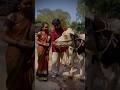 ಸಂಕ್ರಾಂತಿ ಹಬ್ಬ 🐄💐🙏  || Sankranthi festival | fest vibes | viralshorts | official_sampath ||