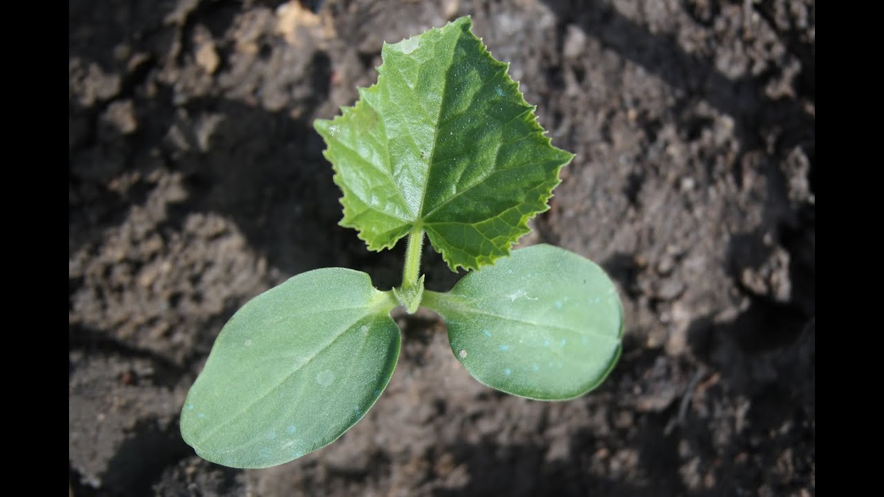 Огурцы – посадка и выращивание на огороде