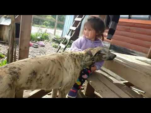 Kakero Veloz Galgo Valdivia 