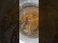 full moon betta fish tremendous colour #bettafish hobbyist 🐬