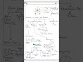 skeletal muscles note ।। mechanism of action ।। exam oriented