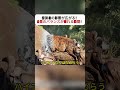 密猟者の影響が広がる！ 自然のバランスが崩れる瞬間！ #密猟問題 #自然保護 #野生動物の危険 #生態系のバランス #自然の厳しさ