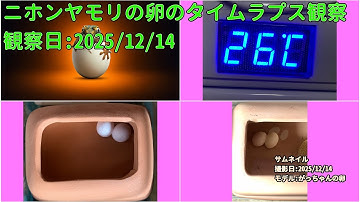 【Memorandum】 2025年12月14日 RPi-Cam-Web-Interfaceを用いたニホンヤモリの卵のTimelapse観察