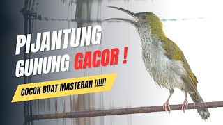 pijantung gunung gacor cocok untuk pancingan dan masteran