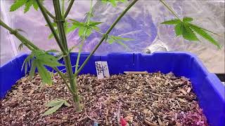 THC Herbangardner Pineapple Zombie from Astral Flower in the TNB Sponsored 5x5 #teamtnb #tnbnaturals