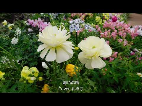 海色の風/高橋真梨子/Cover北原涼