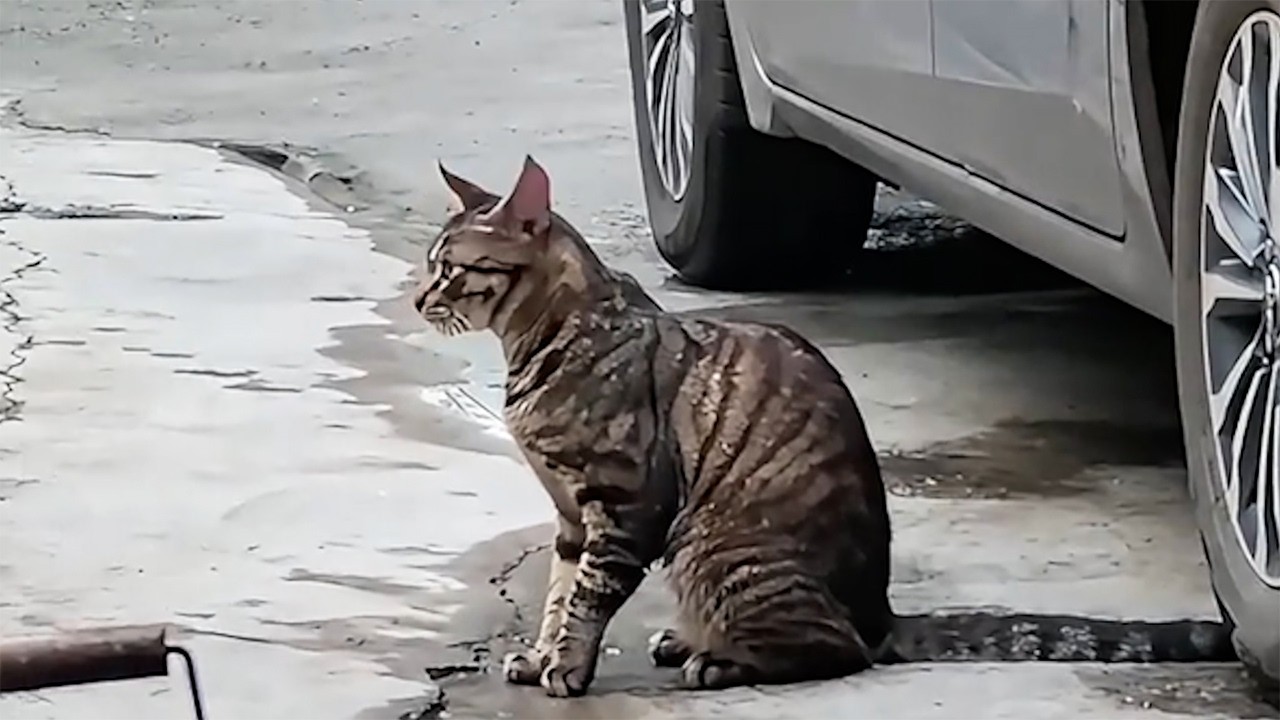 道端で出会った一匹のトラ猫。車の上から始まった偶然の出会いが、二つの命を救う奇跡へと変わった【ほのぼの】