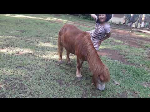 that's-what-friends-are-for.-the-young-girl-come-closer-to-the-donkey-&-they-will-attempt-to-ride