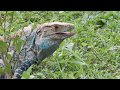 Garrobo | Spiny tailed Iguana | Ctenosaura similis