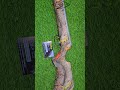 Nx200 Camo  Rf #elvishairgunhouse #ajayshooter