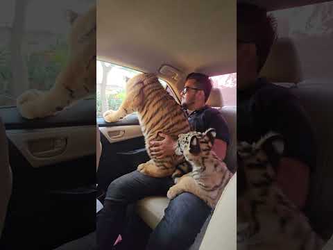 Three Bengal Tigers Travelling in the Car | Nouman Hassan |