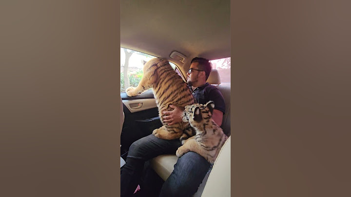 Three Bengal Tigers Travelling in the Car | Nouman Hassan |