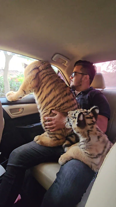 Three Bengal Tigers Travelling in the Car | Nouman Hassan |