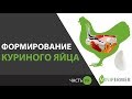 КАК ФОРМИРУЕТСЯ КУРИНОЕ ЯЙЦО \\ наглядное пособие как курица несет яйца (Часть 9)