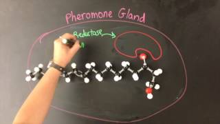 Pheromone Synthesis Video
