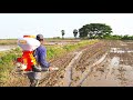 Spraying rice seeds  growing rice  5   cam farm