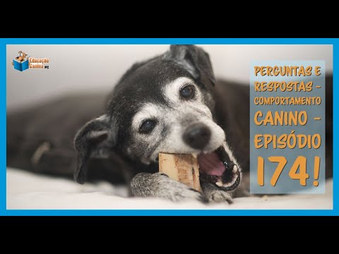 Vídeo: Diabetes canino: perguntas e respostas