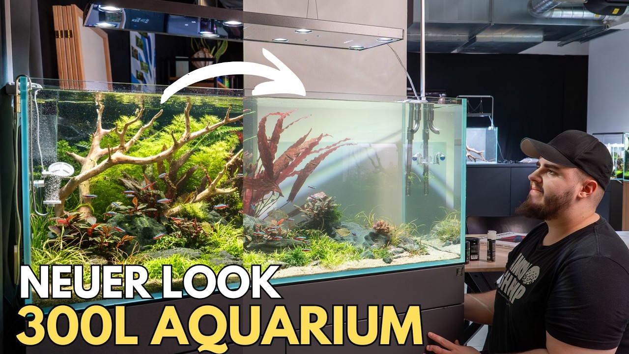 Ich habe mein 300L Aquarium im laufenden Betrieb umgestaltet!