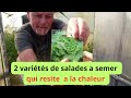 2 variétés de salades et laitues a semer  en été en période de sécheresse