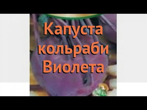 Капуста кольраби Виолета (violeta violeta) 🌿 Виолета обзор: как сажать, семена капусты Виолета