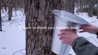 How to tap maple trees for sap to make Maple Syrup (Part 1)