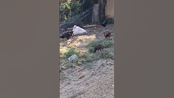 gà ta để ra gà rừng.qaib hmoob xya qaib qus