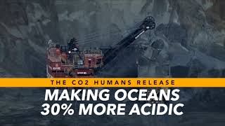 Oceans & Sharks Fight Climate Change