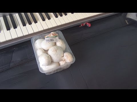 Mushroom 500g Price