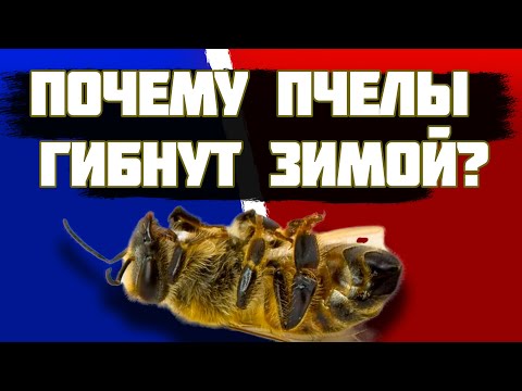 Почему наши пчелы погибли. Причина гибели пчел зимой. The reason for the death of bees in winter.