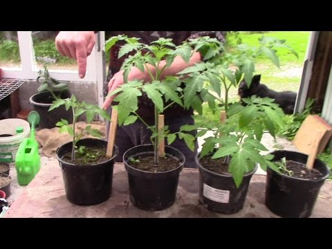 Vídeo: Quanto tempo dura o biochar no solo?