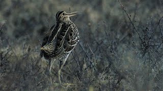 Great snipe display