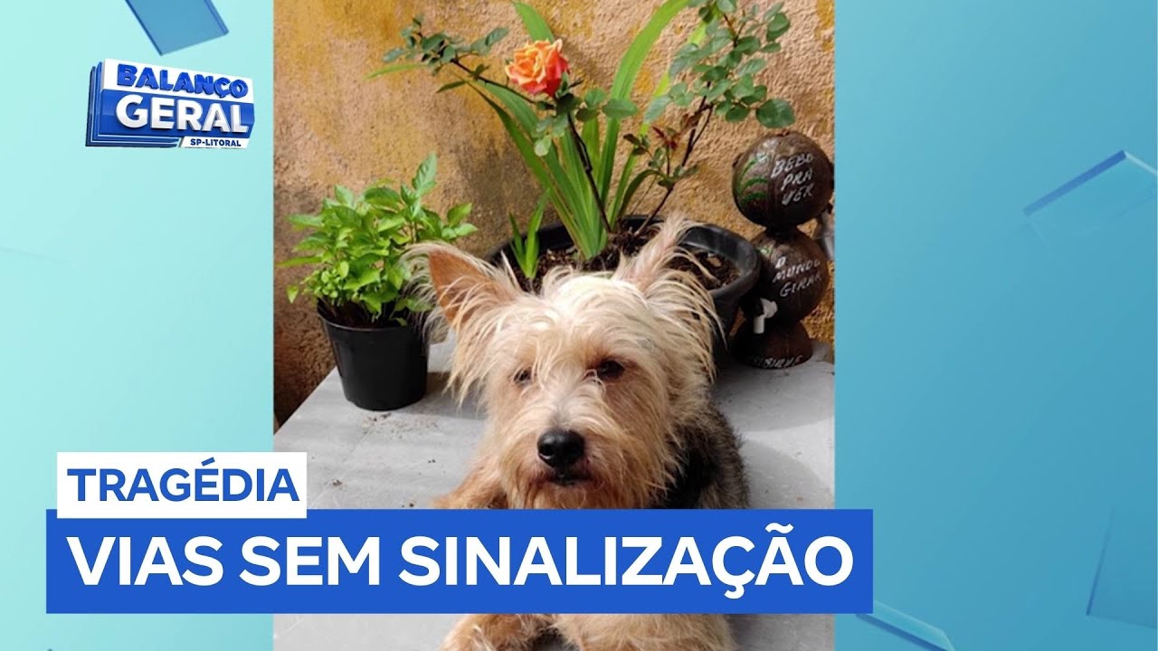 Atropelamento e morte de cão no Guarujá (SP) acende alerta para a falta de segurança viária