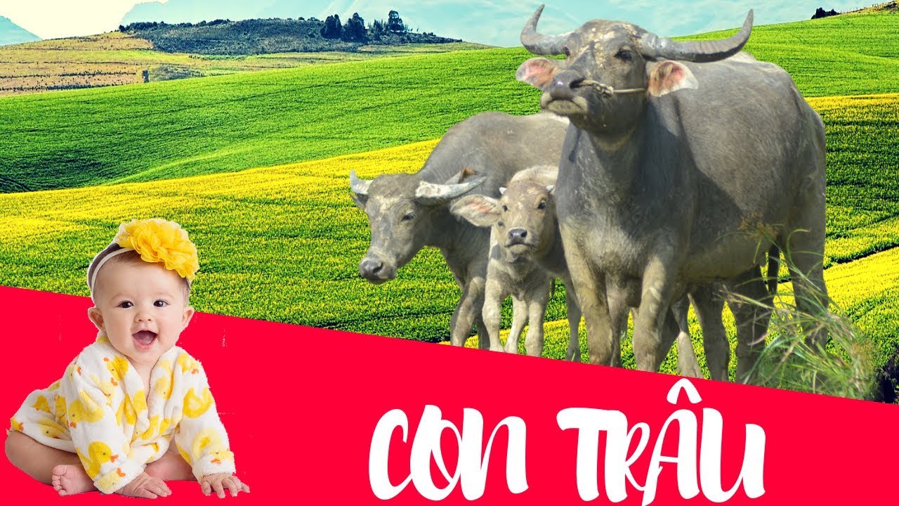 Bé tập nói con trâu | Dạy bé học các con vật nuôi