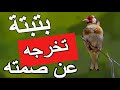 أفضل بتبتة للحسون تخرجه عن صمته حفز طائرك 👍  BATBATA Goldfinch hason chardonner