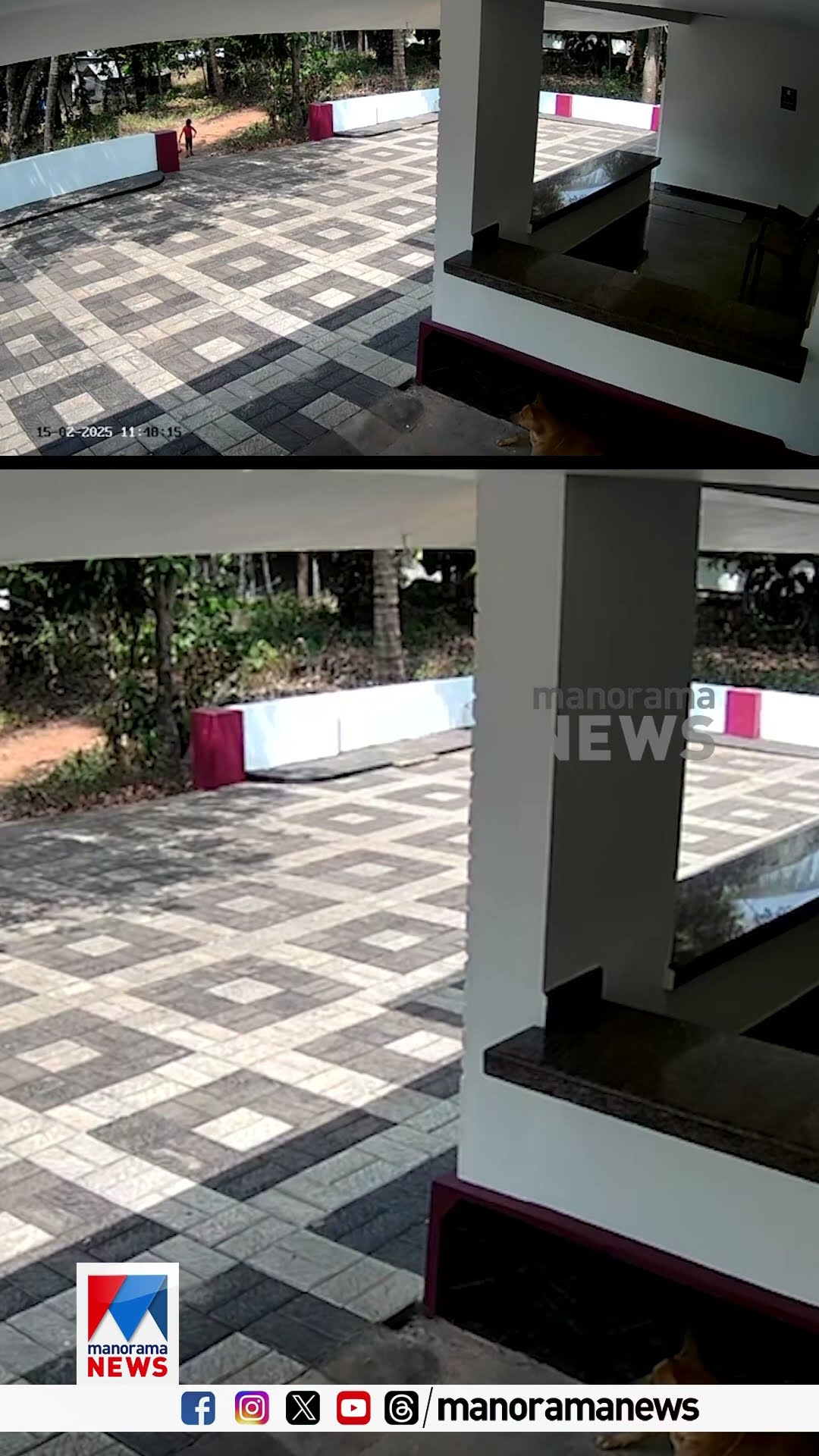 ഏഴുവയസുകാരനു നേരെ പാഞ്ഞടുത്ത് നായക്കൂട്ടം; കുട്ടി രക്ഷപ്പെട്ടത് തലനാരിഴയ്ക്ക് | stray dog